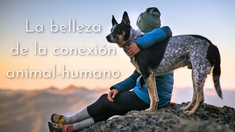 opiniones curso online Comunicacion Intuitiva con Animales Avanzado Yolanda Caballero precio del curso