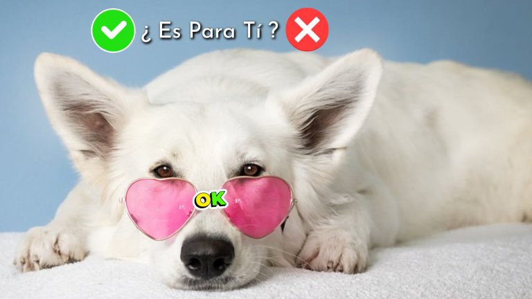 opiniones curso online Comunicacion Intuitiva con Animales Avanzado Yolanda Caballero ventajas y desventajas